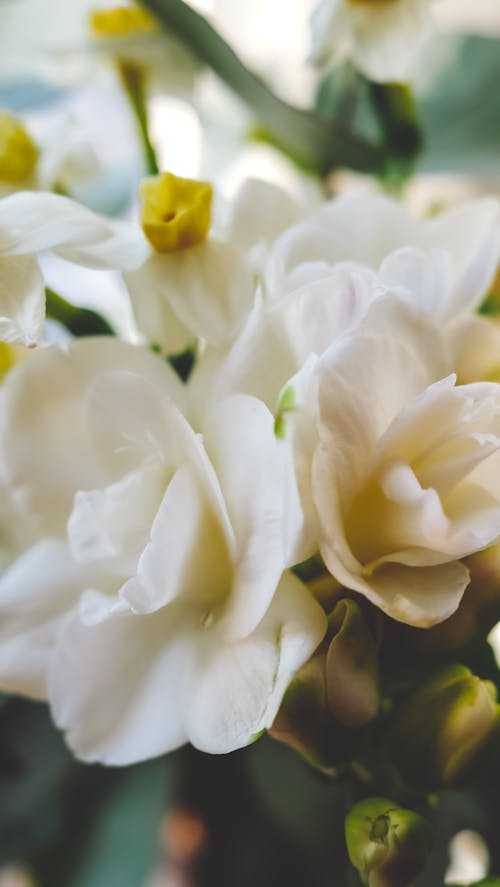 White Flowers in Close-Up Photography