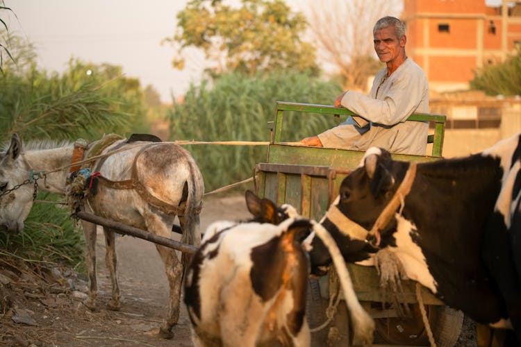 Herder With His Animals 