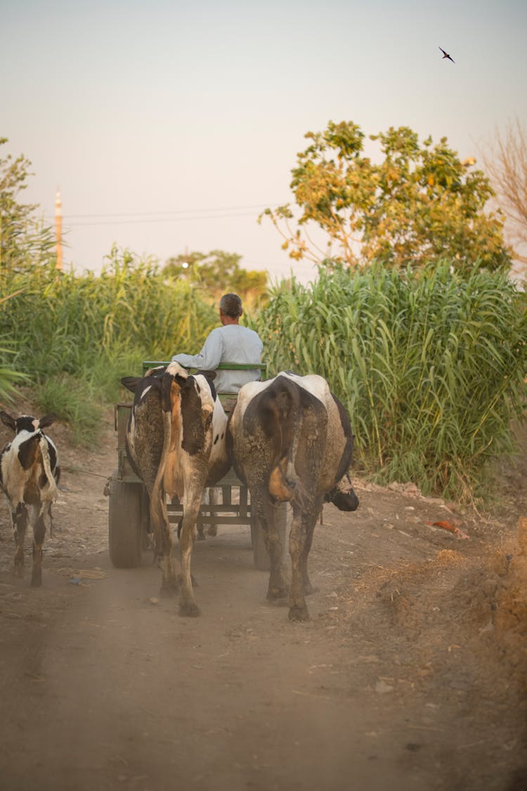 Farmer And His Cows 