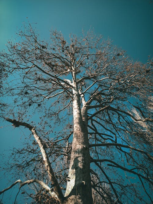 Foto d'estoc gratuïta de arbre, branques, cel blau