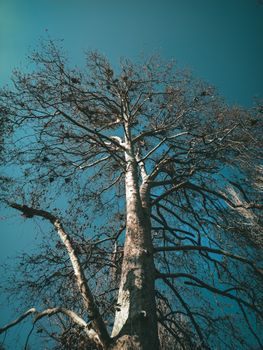 A Leafless Tree Under the Blue Sky 