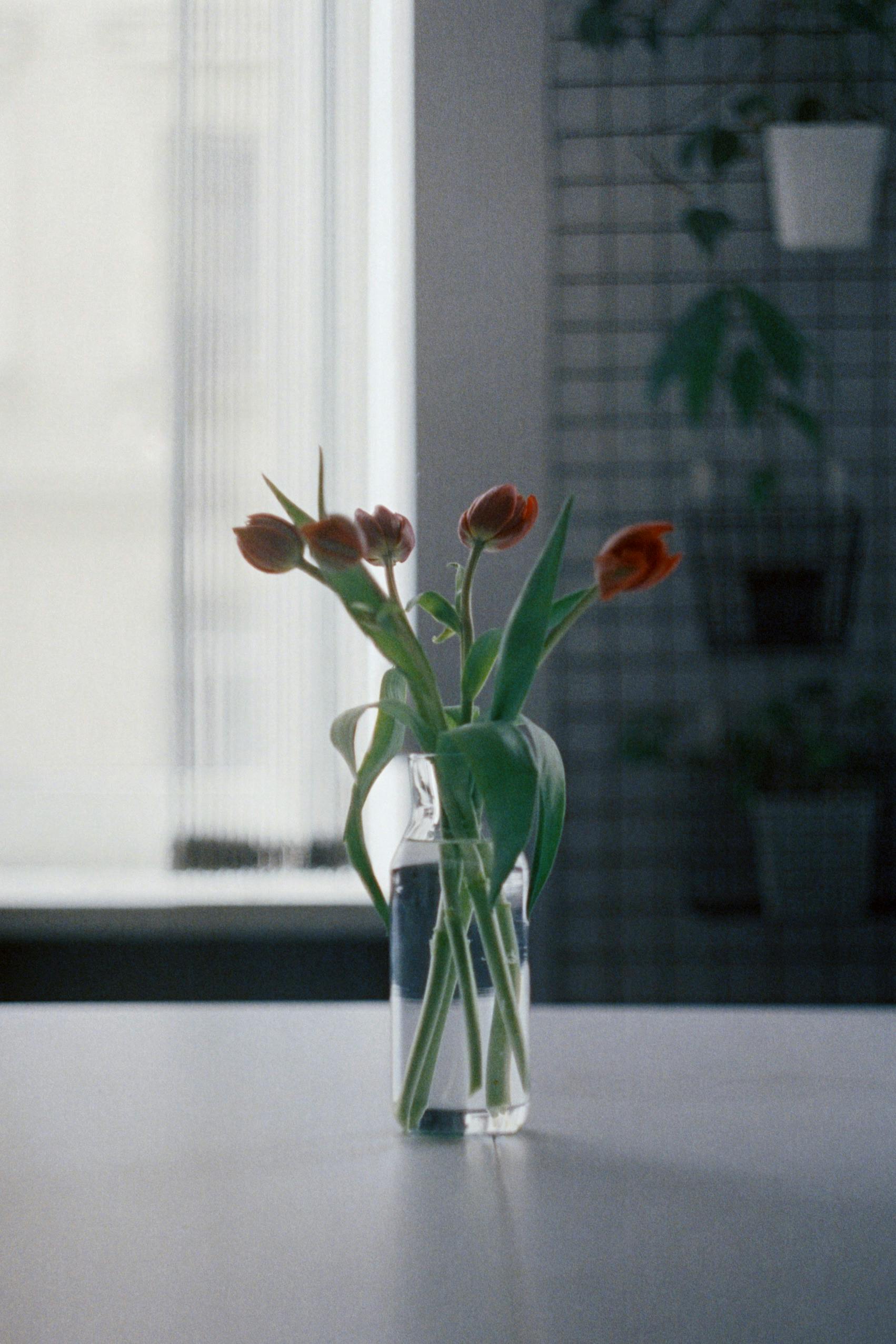 Tulip Flowers in Glass Vase 