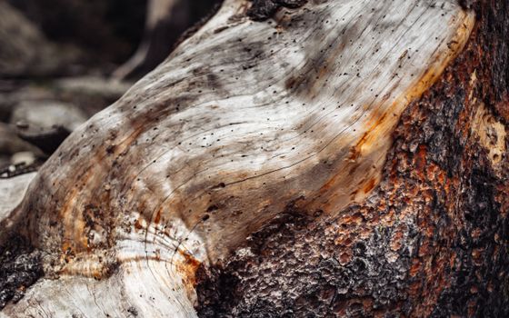 Close-up Photo of a Tree Trunk 