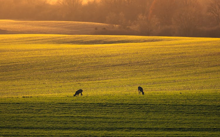 Long Shot Photo Of Deer Eating On Grass 