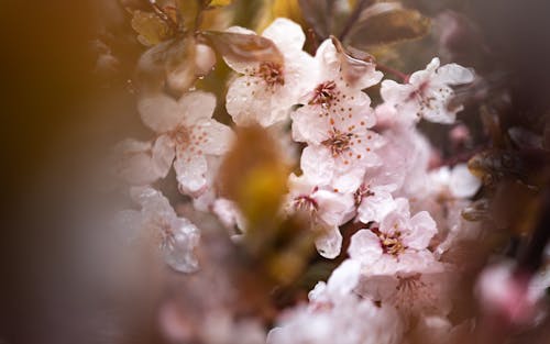 White and Pink Cherry Blossom in Close-Up Photography