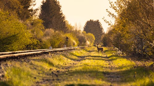 Ingyenes stockfotó bokrok, burkolatlan, cserjék témában