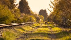 Brown Deer on Green Grass Field