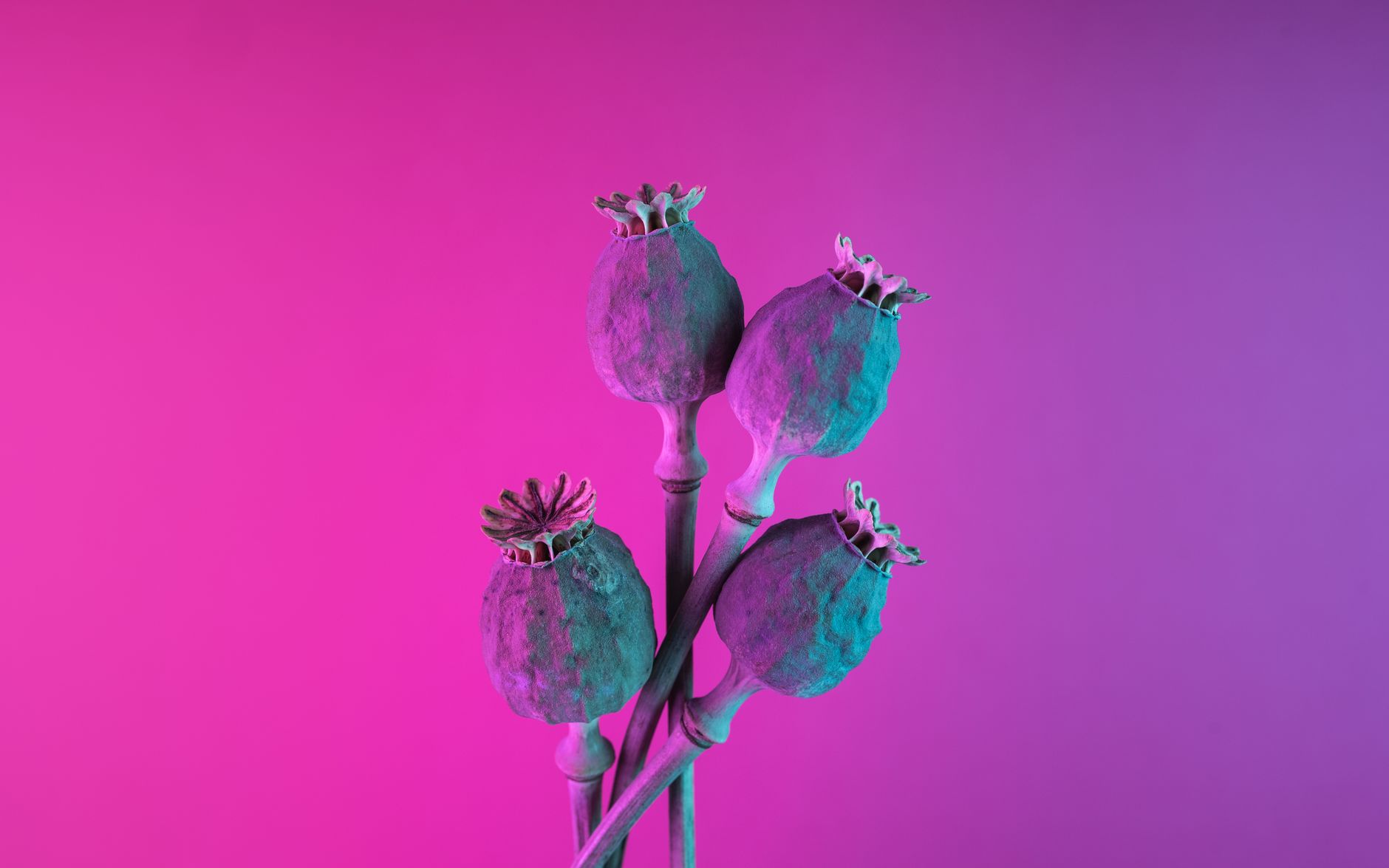 Colorful poppy seed pods against a striking pink and purple gradient backdrop.