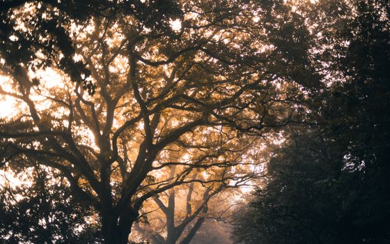 Brown Tree With Green Leaves