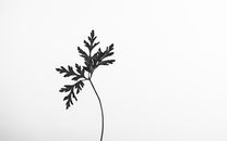 Black Plant on White Background