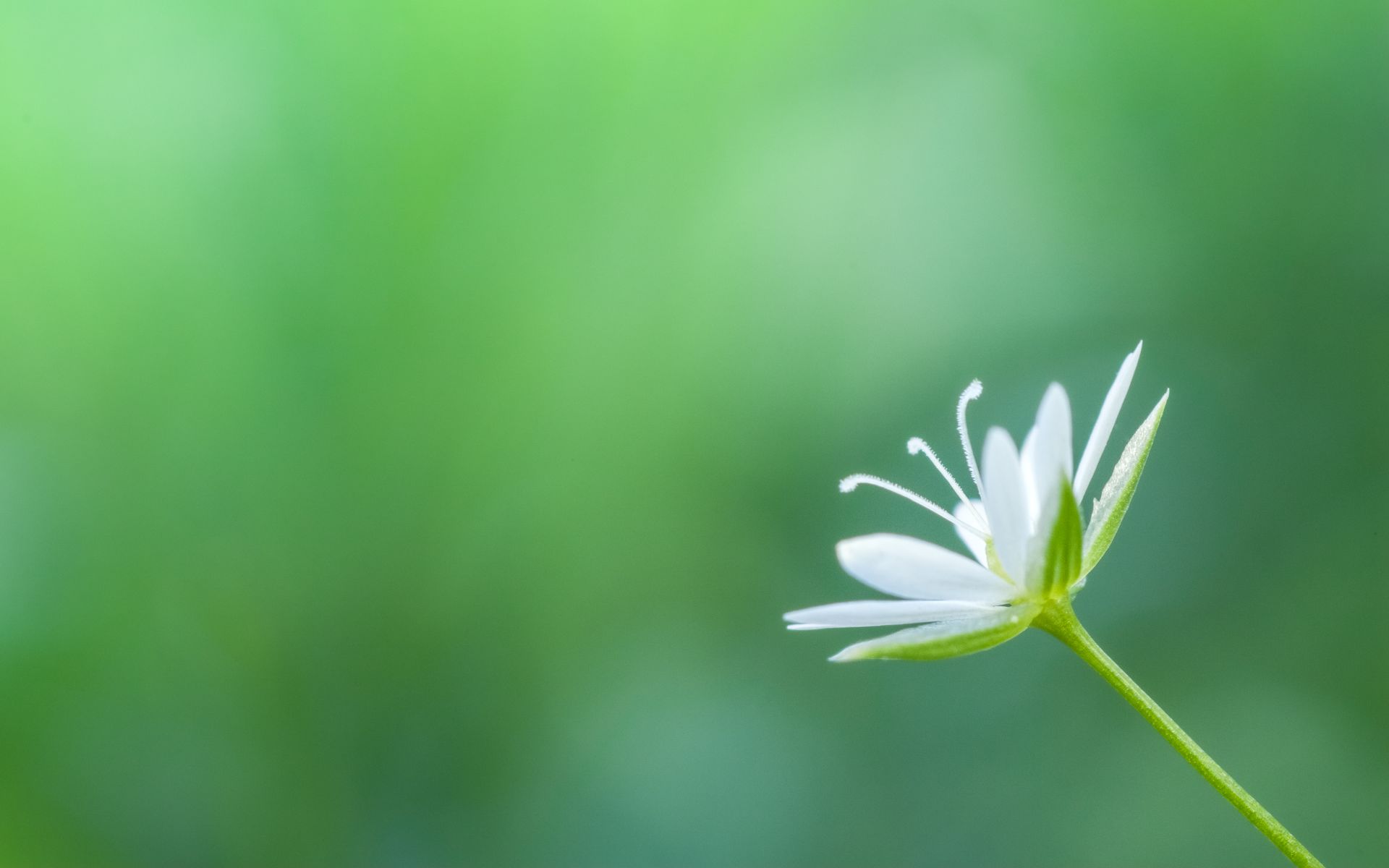 A delicate white Stellaria flower beautifully captures the grace of nature.