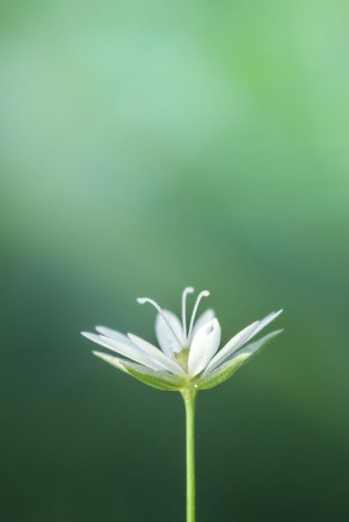 Close-up Photo of a White Flower 
