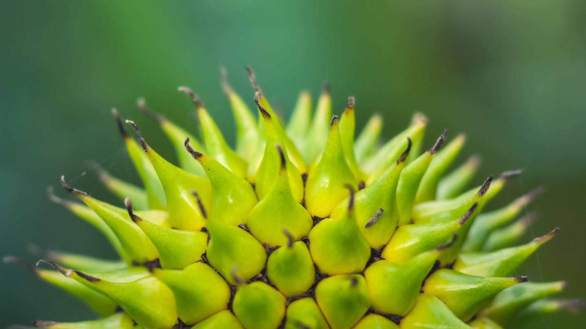 Detailed macro photo of a vibrant spiked plant with green tones.