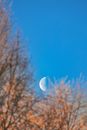 Full Moon over Brown Trees
