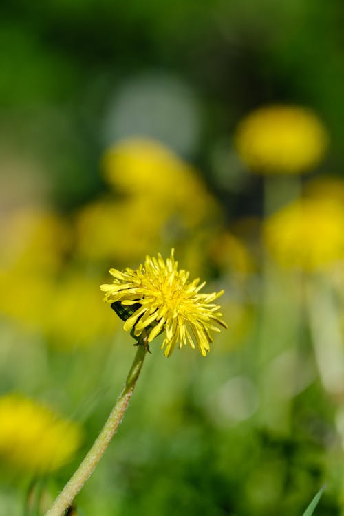 คลังภาพถ่ายฟรี ของ ดวงอาทิตย์, สวย, สีเหลือง