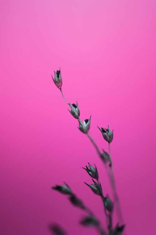 Free Elegant close-up of floral buds in a minimalist style with pink background. Stock Photo