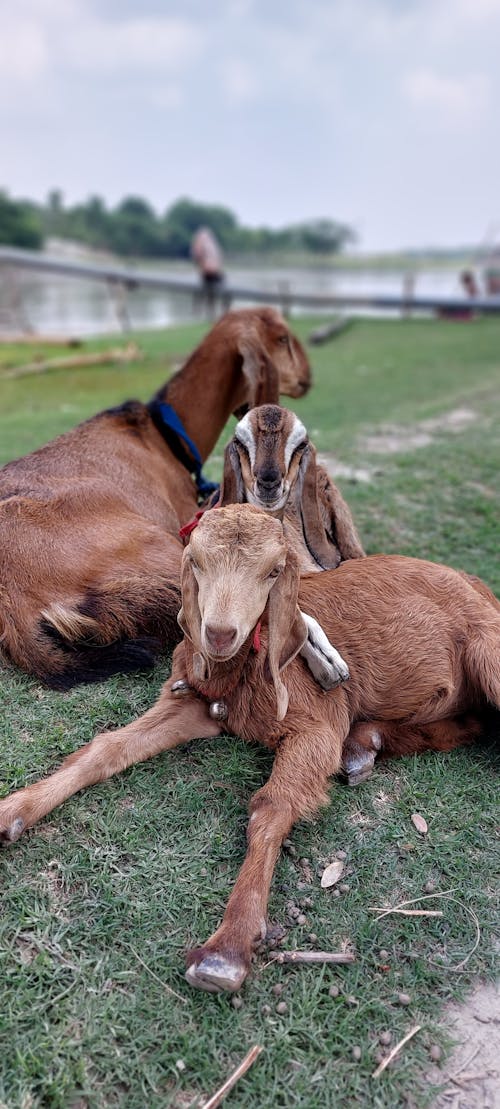 Free Goat Stock Photo
