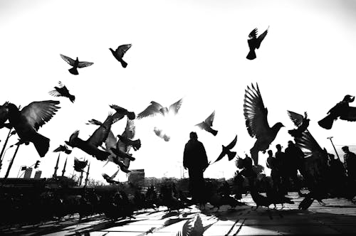 Black and White Photo of Person Walking on the Street Full of Birds