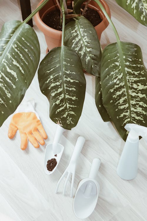 Foto stok gratis aksesoris berkebun, Daun-daun, dieffenbachia seguine