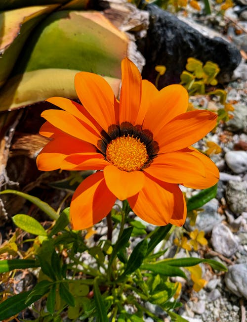 Free arancione, çiçek, doğa içeren Ücretsiz stok fotoğraf Stock Photo