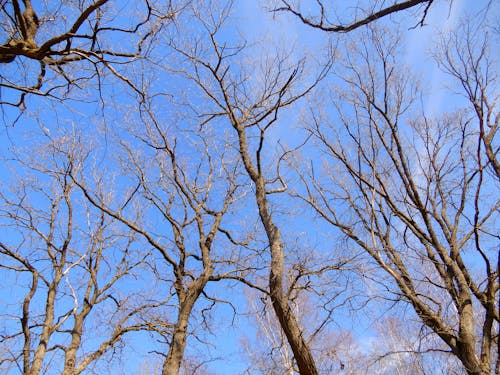 Bare Trees Under Blue Sky