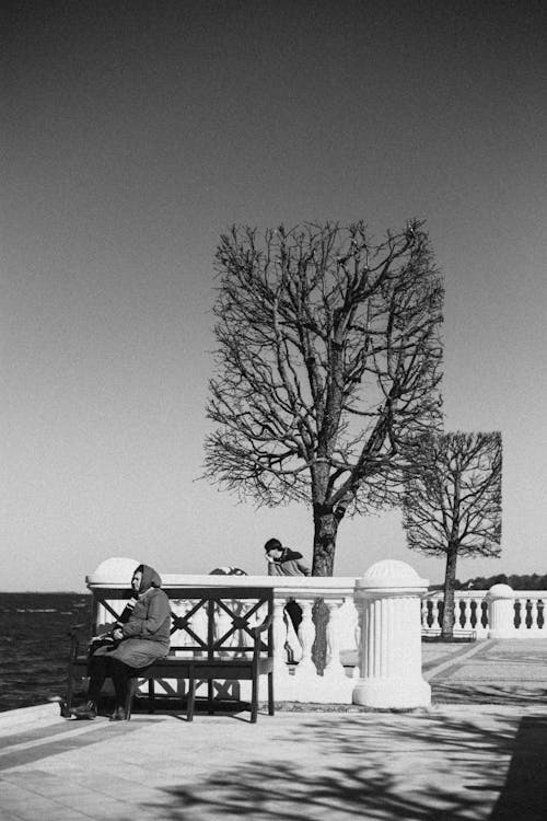 Foto d'estoc gratuïta de arbre nu, blanc i negre, Costa