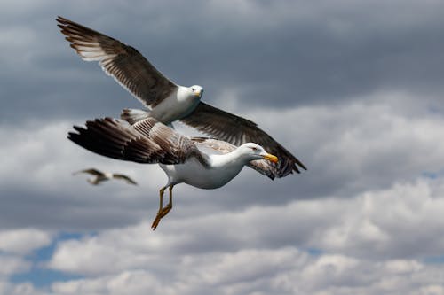 Birds Flying Under White Clouds