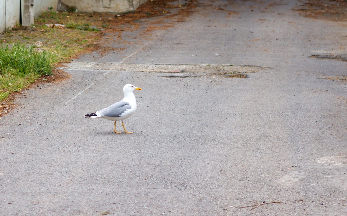 Seagull