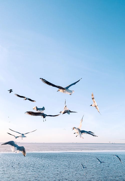 Free Flock of Birds Flying Over the Sea Stock Photo