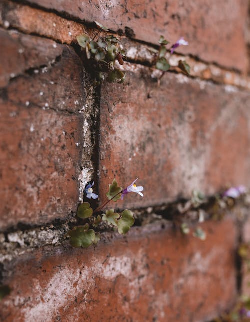Green Plants on Brown Brick Wall
