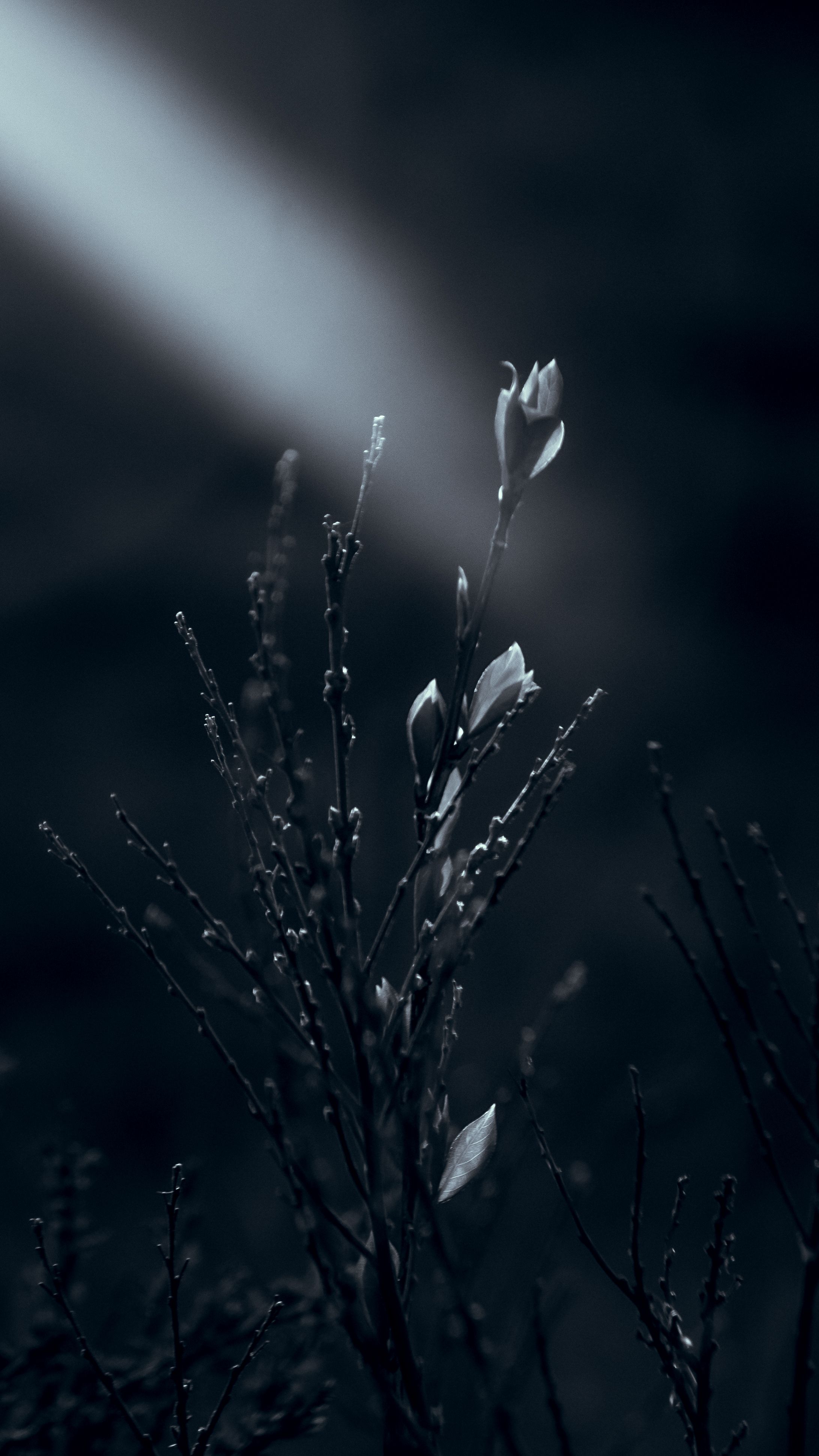 Atmospheric black and white botanical image with dramatic lighting for artistic impact.