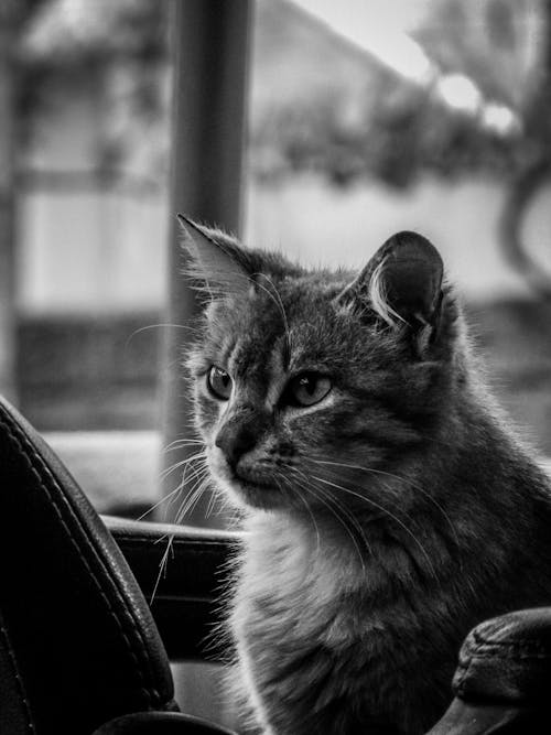 Free Grayscale Photo of Cat on a Chair Stock Photo