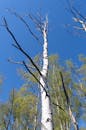 Brown Bare Tree Under Blue Sky