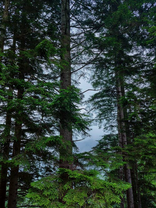 Foto profissional grátis de alto, ao ar livre, árvores