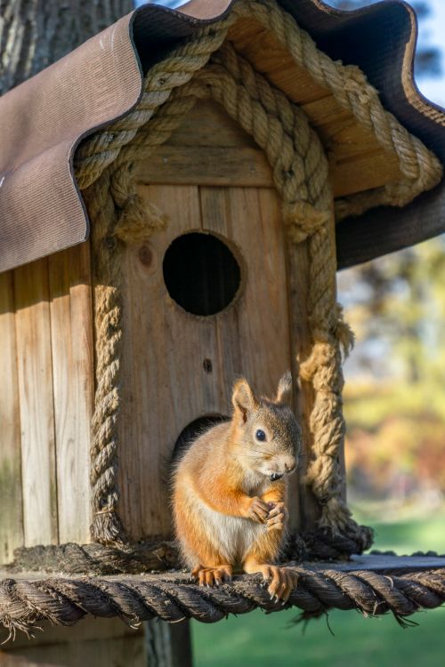 Free Adorable squirrel peeking from birdhouse, showcasing nature's charm in the wild. Stock Photo