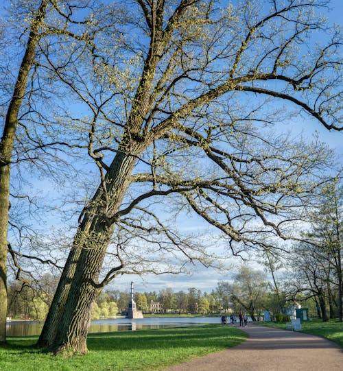 Darmowe zdjęcie z galerii z brzeg jeziora, drzewa, format kwadratowy