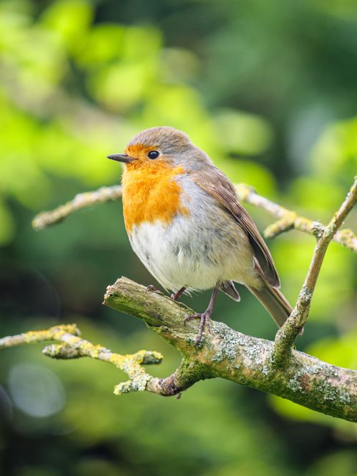 Free Close-up of a European robin perched on a moss-covered branch, showcasing vibrant plumage. Stock Photo