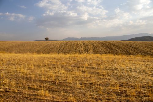 Free Wide view of a harvested field with a single tree under a cloudy sky, depicting serene autumn scenery. Stock Photo