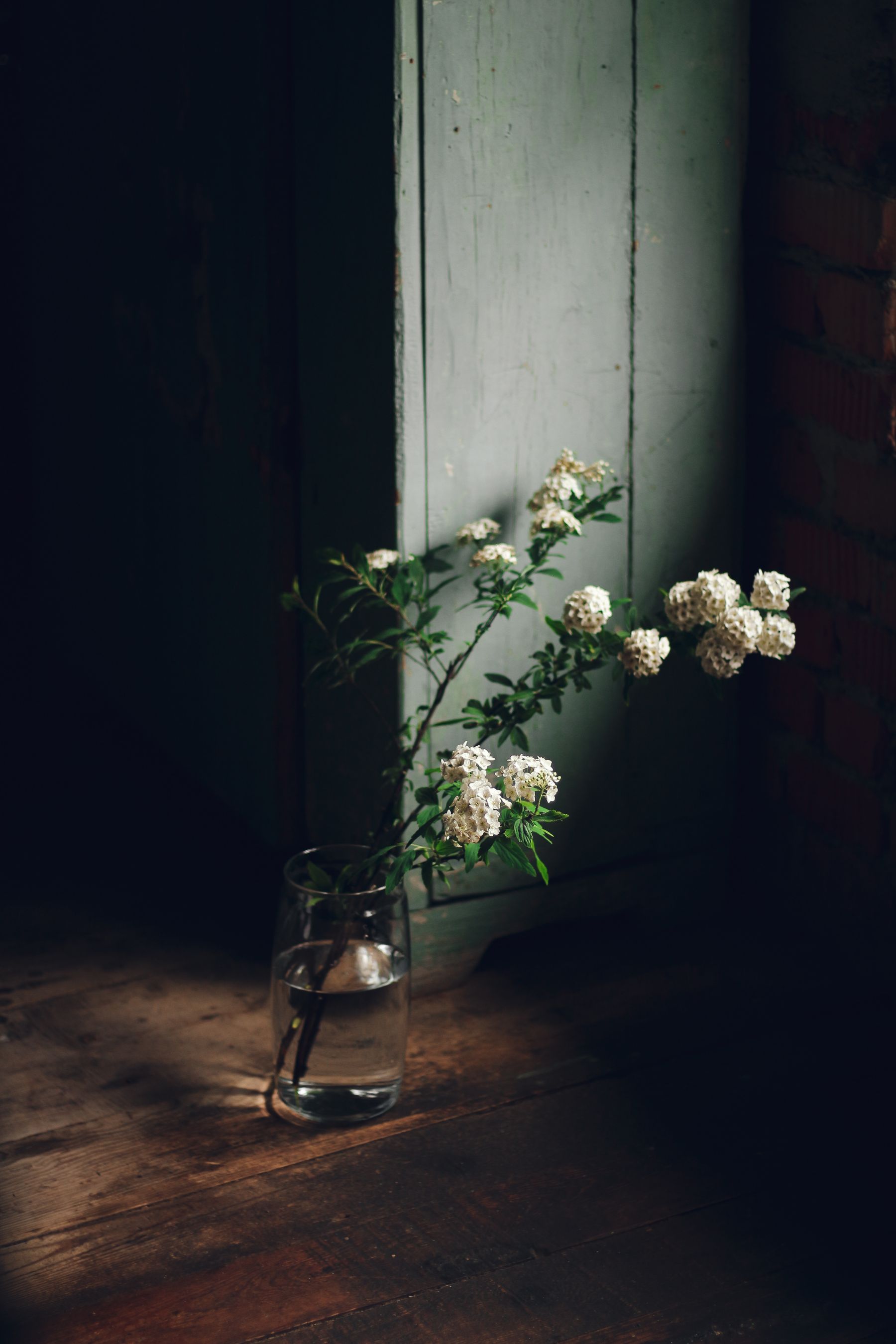 White elderberry flowers displayed in a glass vase White elderberry flowers displayed in a glass vase
