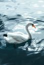 White Swan on Water