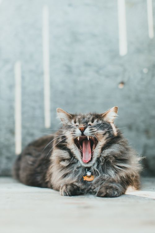 Free Close-up of a yawning Maine Coon cat with a grey fur coat indoors, looking relaxed. Stock Photo