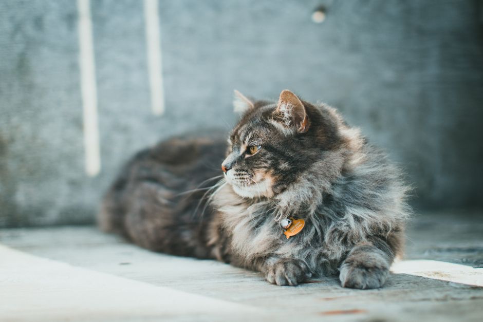 軽量GPSを首輪につけた猫