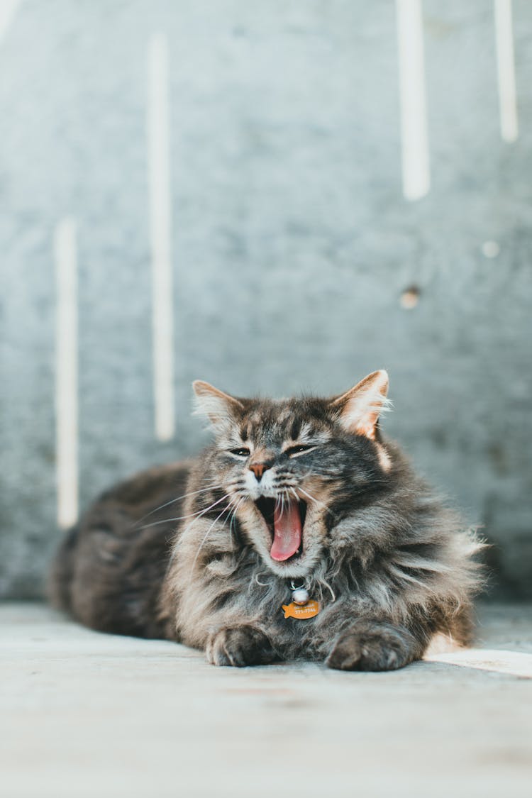Cat With Its Mouth Open