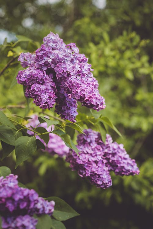 Purple Flower in Tilt Shift Lens