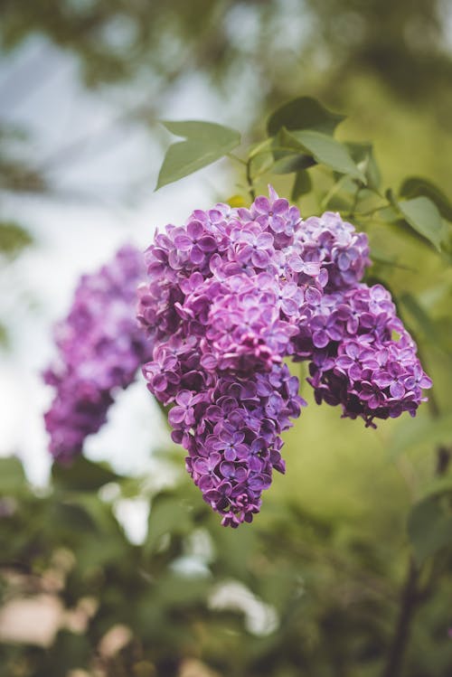 Close-up Photo of Common Lilac Flower 