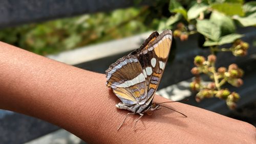 Free stock photo of arm, beauty of nature, butterfly insect Stock Photo