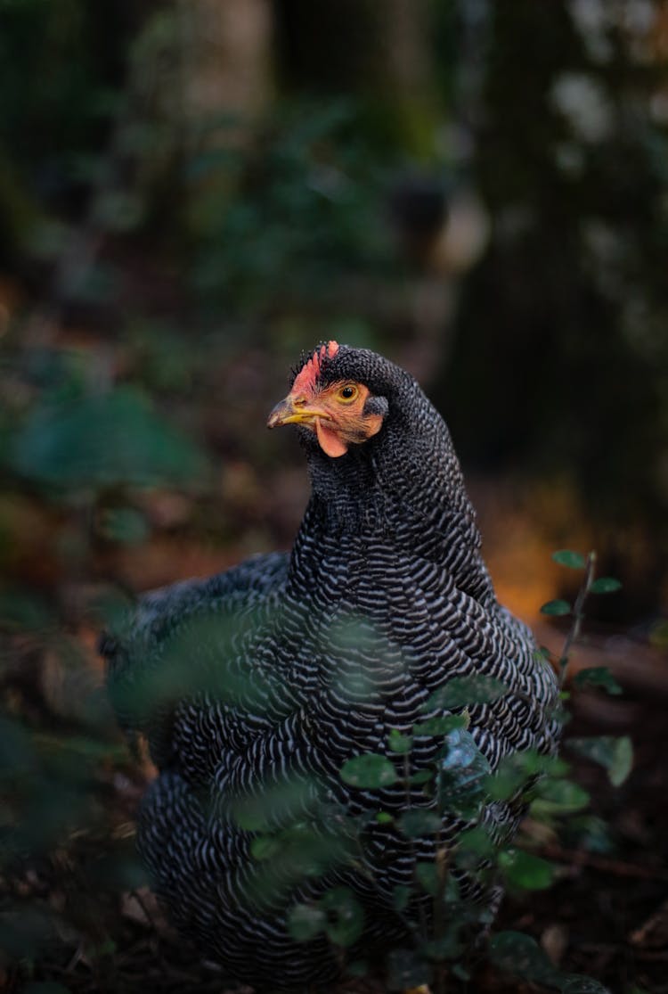 A Photo Of A Plymouth Rock Chicken 