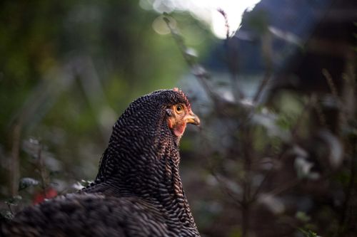 Free Intimate portrait of a Plymouth Rock chicken in lush outdoors, with soft bokeh background. Stock Photo
