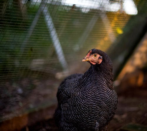 Free Plymouth Rock Chicken in Close-up Photography Stock Photo