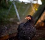Plymouth Rock chicken